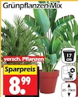 Grünpflanzen-Mix von  im aktuellen Wreesmann Prospekt für 8,99 €