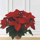 Poinsettia - U - Super U à Toulon Poinsettia - U en promo chez Super U Toulon à 8,99 €