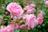 Rosier buisson fleuri ECLOZ à Gamm vert dans Vendrest