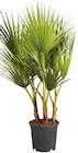 Aktuelles Winterharte Palme Angebot bei Lidl in Mannheim ab 14,99 €