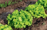 Duo de Salade Batavia à Jardineries du terroir dans Saint-Jean-de-La-Porte