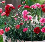 Gartennelke im Pflanzen Kölle Prospekt Gartennelke von im aktuellen Pflanzen Kölle Prospekt für 7,99 €