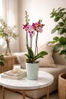 Orchidée 3 tiges en promo chez Carrefour Antibes à 9,99 €