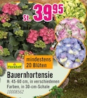 Aktuelles Bauernhortensie Angebot bei Hornbach in Dresden ab 39,95 €