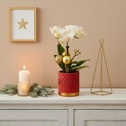 Mini orchidée dans le catalogue Carrefour