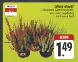 E center Neuendettelsau - Calluna vulgaris Angebot im Prospekt Calluna vulgaris bei E center im Neuendettelsau Prospekt für 1,49 €