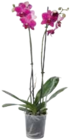Orchidee Phalaenopsis im Angebot bei EDEKA in Kempten Orchidee Phalaenopsis Angebote bei EDEKA Kempten für 6,99 €