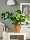 Aktuelles Monstera deliciosa (Fensterblatt) Angebot bei Garten-Center Nordharz GmbH & Co. KG in Hannover ab 14,99 €