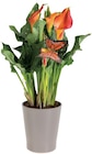 Lidl Saint-Germain-du-Corbeïs - Promo Calla en pot céramique Promo Calla en pot céramique à 5,99 € dans le catalogue Lidl à Saint-Germain-du-Corbeïs
