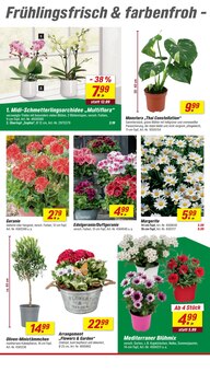 Blumen im toom Baumarkt Prospekt "Respekt, wer's selber macht." mit 22 Seiten (Gelsenkirchen)