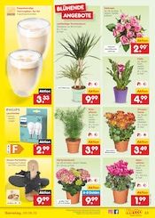 Ähnliche Ohrenwärmer Angebote im Prospekt "Aktuelle Angebote" von Netto Marken-Discount in Offenbach Ähnliche Angebote wie Ohrenwärmer im Prospekt "Aktuelle Angebote" auf Seite 39 von Netto Marken-Discount in Offenbach