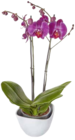Phalaenopsis Schmetterlingsorchidee Angebote bei E center Reutlingen für 5,99 €