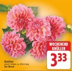 Dahlien für 3,33 € bei E center im Angebot Dahlien im aktuellen E center Prospekt