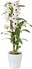 Orchidée dendrobium en pot céramique en promo chez Lidl Pau à 12,99 €