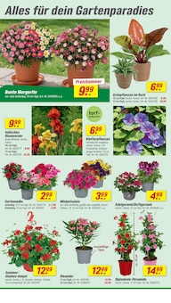 Blumen im toom Baumarkt Prospekt "Respekt, wer's selber macht." mit 32 Seiten (Essen)