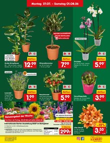 Pflanzen im Netto Marken-Discount Prospekt "Aktuelle Angebote" mit 76 Seiten (Karlsruhe)