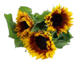 Aktuelles Sonnenblumen Marley Angebot bei EDEKA in Hamburg ab 3,99 €
