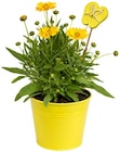 Summer Breeze im Angebot bei REWE in Trier Summer Breeze Angebote bei REWE Trier für 3,49 €