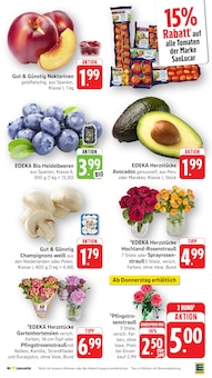 Blumen im aktuellen EDEKA Prospekt (Mannheim) Blumen im EDEKA Prospekt "Aktuelle Angebote" mit 43 Seiten (Mannheim)