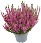 Besenheide Beauty Ladies im Angebot bei Penny in Stendal Besenheide Beauty Ladies Angebote bei Penny Stendal für 1,99 €