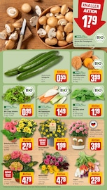 Blumen im REWE Prospekt in Rodgau Aktueller REWE Prospekt mit Blumen, "Dein Markt", Seite 7