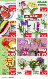Aktueller Kaufland Prospekt mit Blumen, "Aktuelle Angebote", Seite 19