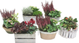 Composition de Toussaint - GARDENLINE en promo à 5,99 € chez Aldi Composition de Toussaint - GARDENLINE dans le catalogue Aldi