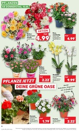 Blumen im Kaufland Prospekt in Nürtingen Aktueller Kaufland Prospekt mit Blumen, "KNÜLLER", Seite 17