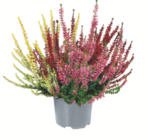 Knospenheide „Gardengirls“ Angebote von Garden Girls bei toom Baumarkt Hof für 1,99 €