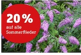 Pflanzen Kölle Dallgow-Döberitz - 20% Rabatt Angebot im Prospekt 20% Rabatt bei Pflanzen Kölle im Dallgow-Döberitz Prospekt für
