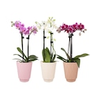 Orchidée en promo chez Carrefour Argenteuil à 8,99 €