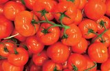 Tomates rondes en grappes à Norma dans Offwiller