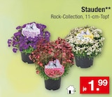 Stauden Angebote von Rock-Collection bei Zimmermann Wunstorf für 1,99 €