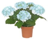 Aktuelle Hortensie Angebote bei Kaufland in Darmstadt Aktuelles Hortensie Angebot bei Kaufland in Darmstadt ab 6,99 âŹ