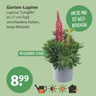 Garten-Lupine von  im aktuellen V-Markt Prospekt für 8,99 €