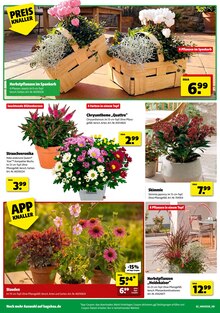 Aktueller Prospekt "ERLEBE IMMERGRÜNE GARTENMOMENTE" für Salzgitter Aktueller Prospekt für Salzgitter mit Seiten