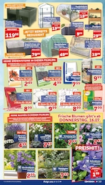 Stauden im CENTERSHOP Prospekt in Langenfeld Aktueller CENTERSHOP Prospekt mit Stauden, "Da geht was.", Seite 13