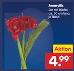 Amaryllis im Angebot bei Netto Marken-Discount in Hemer Amaryllis Angebote bei Netto Marken-Discount Hemer für 4,99 €