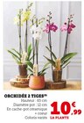 Orchidée 2 Tiges en promo chez Super U Montpellier à 10,99 €