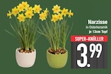 Narzisse im EDEKA Prospekt Narzisse im aktuellen EDEKA Prospekt für 3,99 €