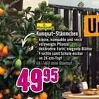 Hornbach Oftersheim - Kumquat-Stämmchen Angebot im Prospekt Kumquat-Stämmchen bei Hornbach im Oftersheim Prospekt für 49,95 €