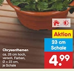 Aktuelles Chrysanthemen Angebot bei Netto Marken-Discount in Paderborn ab 4,99 €