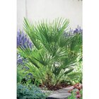 Palmier en promo chez Carrefour Montreuil à 26,99 €