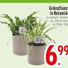 Grünpflanzen von  im aktuellen EDEKA Prospekt für 6,99 €