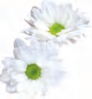 Klassisch Toilettenpapier im Angebot bei EDEKA in Pinneberg Klassisch Toilettenpapier Angebote von Hakle bei EDEKA Pinneberg für 2,99 €