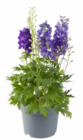 Bauerngarten-Stauden im Angebot bei Hagebaumarkt in Stralsund Bauerngarten-Stauden Angebote bei Hagebaumarkt Stralsund für 5,99 €