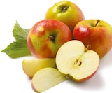 Aktuelles Jonagold Angebot bei Netto mit dem Scottie in Cottbus ab 1,59 €