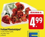 Aktuelles Freiland Päonientulpen Angebot bei EDEKA in Ingolstadt ab 4,99 €