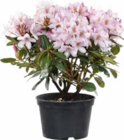 Promo Rhododendron à 24,99 € dans le catalogue Botanic à Vivier-Au-Court