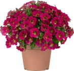 Collection de Pétunias - Delbard Collection de Pétunias à 3,00 € dans le catalogue Delbard